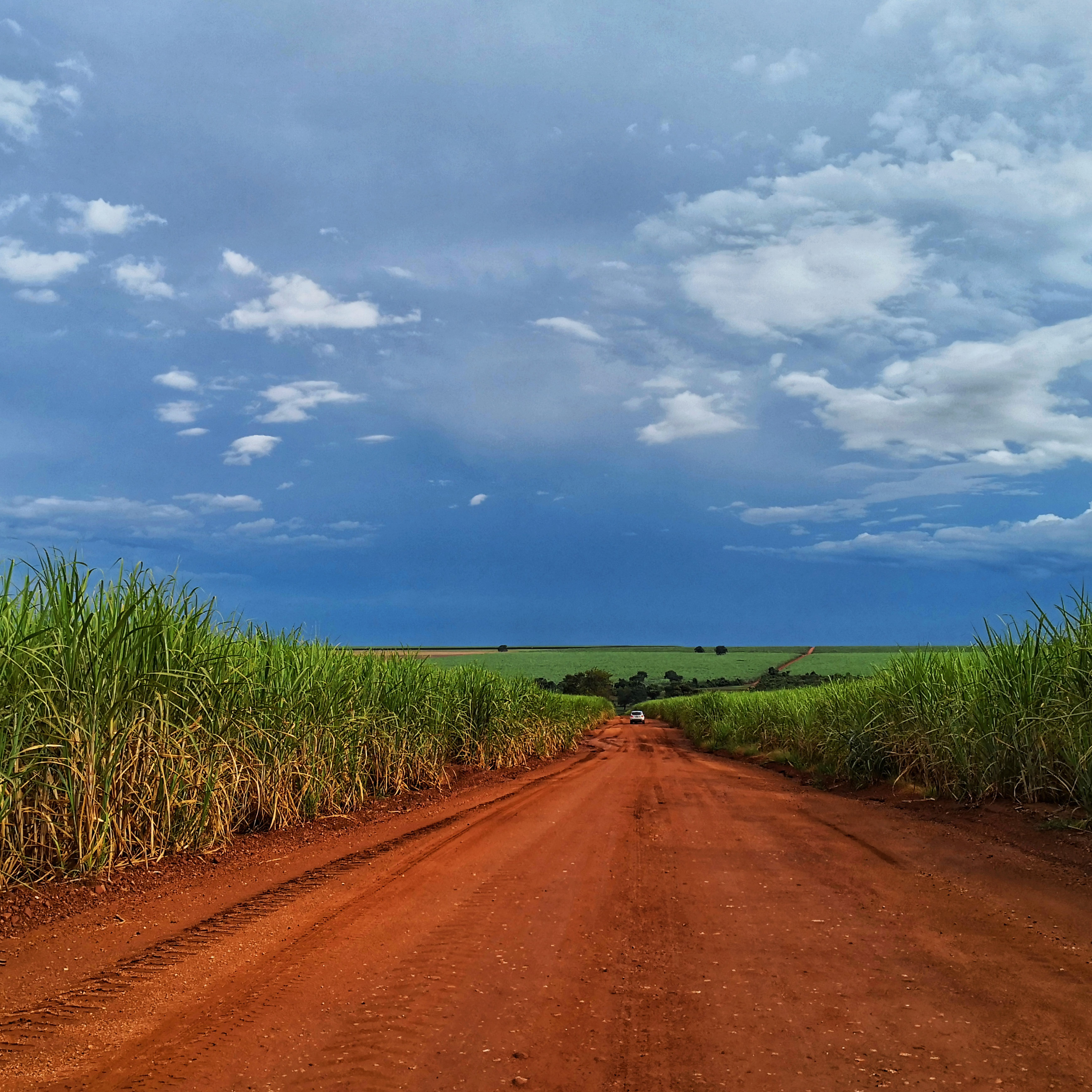 Sugarcane